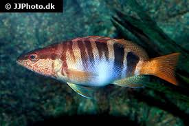 Image result for Serranus atricauda