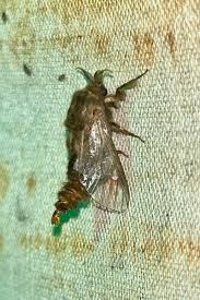 Attēlu rezultāti vaicājumam “Psychidae”