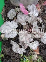 Image result for Heuchera `Swirling Fantasy`