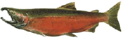 Image result for Oncorhynchus kisutch