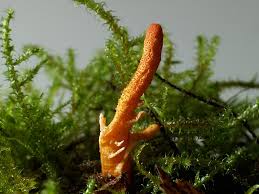 Attēlu rezultāti vaicājumam “Cordyceps militaris”