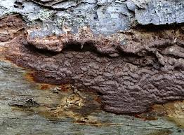 Attēlu rezultāti vaicājumam “Phellinus ferrugineofuscus”