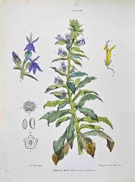 Attēlu rezultāti vaicājumam “Lobeliaceae”