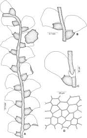 Attēlu rezultāti vaicājumam “Jungermanniopsida”
