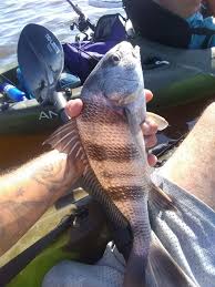 Image result for Pogonias cromis