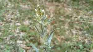 Attēlu rezultāti vaicājumam “Gnaphalium sylvaticum bud”