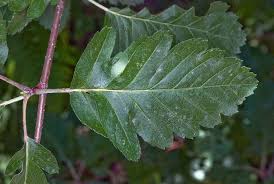 Attēlu rezultāti vaicājumam “Sorbus hybrida”