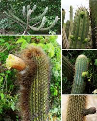 Image result for Cactaceae