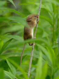 Attēlu rezultāti vaicājumam “Muridae”