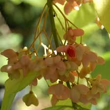 Attēlu rezultāti vaicājumam “Euonymus europaeus flower”