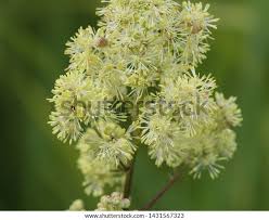 Attēlu rezultāti vaicājumam “Thalictrum flavum flower”
