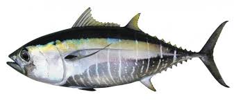 Image result for Thunnus alalunga
