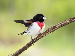 Image result for Pheucticus ludovicianus