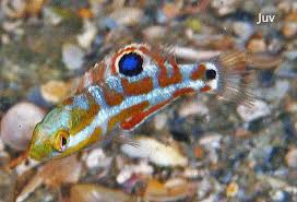 Image result for Halichoeres radiatus