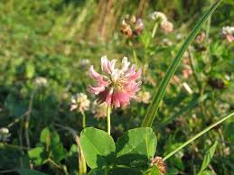 Attēlu rezultāti vaicājumam “Trifolium hybridum”