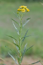 Attēlu rezultāti vaicājumam “Jacobaea paludosa”