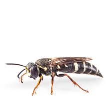 Attēlu rezultāti vaicājumam “Ancistrocerus sp. male”