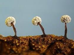 Attēlu rezultāti vaicājumam “Didymium nigripes stalked”