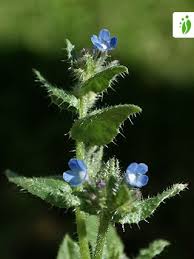 Attēlu rezultāti vaicājumam “Anchusa arvensis”