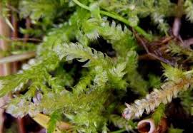 Attēlu rezultāti vaicājumam “Breidleria pratensis”