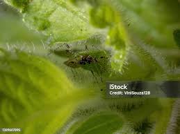 Attēlu rezultāti vaicājumam “Rhopalosiphum oxyacanthae”