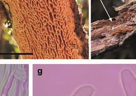 Attēlu rezultāti vaicājumam “Antrodia macra”