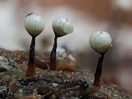 Attēlu rezultāti vaicājumam “Craterium minutum spores”