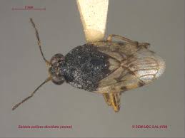 Attēlu rezultāti vaicājumam “Saldula saltatoria”