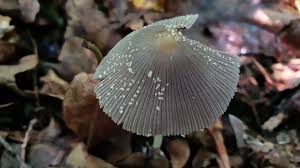 Attēlu rezultāti vaicājumam “Ptilidium pulcherrimum sporophyte”