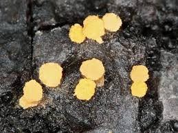 Attēlu rezultāti vaicājumam “Bactridium flavum”