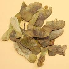 Attēlu rezultāti vaicājumam “Acer campestre fruit”