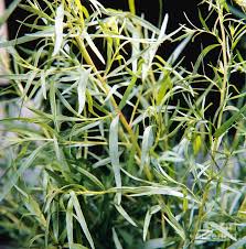 Image result for Artemisia dracunculus