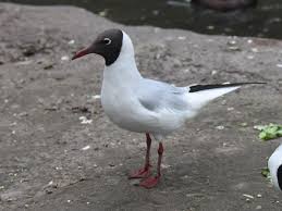 Image result for Chroicocephalus ridibundus