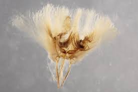 Attēlu rezultāti vaicājumam “Nycteola degenerana”