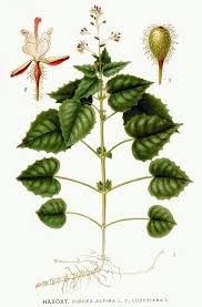 Attēlu rezultāti vaicājumam “Circaea alpina leaf”