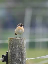 Attēlu rezultāti vaicājumam “Saxicola rubetra”