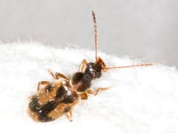 Attēlu rezultāti vaicājumam “Notoxus monoceros”