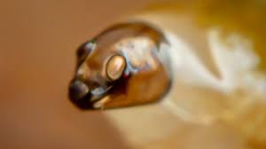 Attēlu rezultāti vaicājumam “Phronia sp. larva”