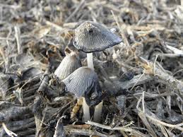 Attēlu rezultāti vaicājumam “Coprinus lagopus”
