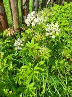 Attēlu rezultāti vaicājumam “Chaerophyllum aromaticum fruit”
