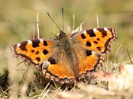 Attēlu rezultāti vaicājumam “Nymphalis polychloros”