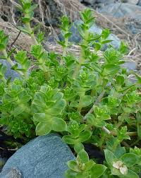 Attēlu rezultāti vaicājumam “Honckenya peploides flower”