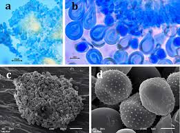 Attēlu rezultāti vaicājumam “Melampsora epitea”