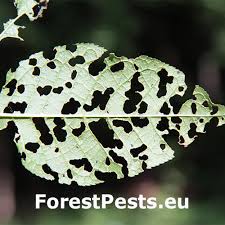 Attēlu rezultāti vaicājumam “Gonioctena”