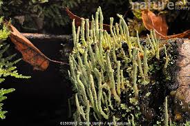 Attēlu rezultāti vaicājumam “Cladonia ochrochlora”