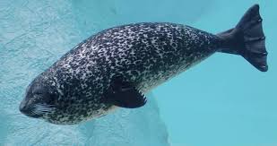 Image result for Phoca vitulina