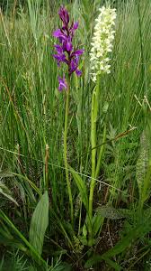 Attēlu rezultāti vaicājumam “Dactylorhiza ochroleuca”