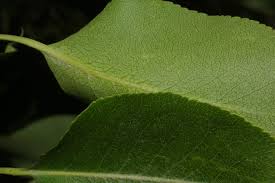 Attēlu rezultāti vaicājumam “Pyrus communis bud”
