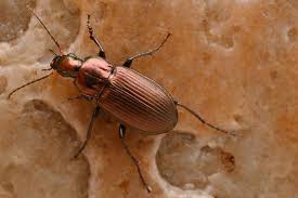 Attēlu rezultāti vaicājumam “Poecilus cupreus”