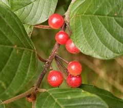 Attēlu rezultāti vaicājumam “Frangula alnus fruit”